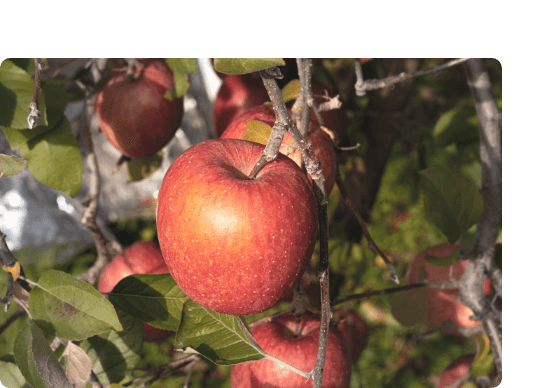 知ってほしい 私たちのこだわり